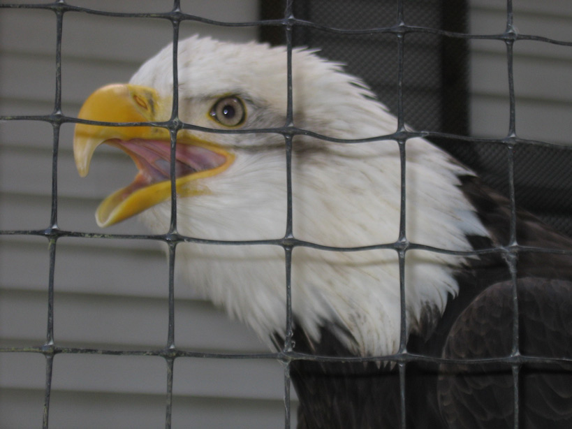 eagle